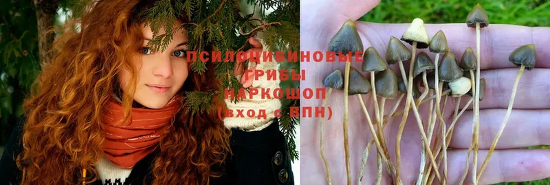 Псилоцибиновые грибы Psilocybe Красавино